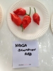 AIDP_20150927_ChiliCode_1416.JPG