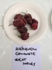 AIDP_20150927_ChiliCode_1428.JPG