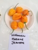AIDP_20150927_ChiliCode_1431.JPG