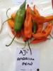 AIDP_20150927_ChiliCode_1437.JPG