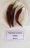 AIdP_20140928_ChiliCode_1688.JPG