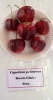 AIdP_20140928_ChiliCode_1693.JPG