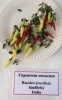 AIdP_20140928_ChiliCode_1831.JPG