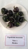 AIdP_20140928_ChiliCode_1835.JPG