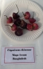 AIdP_20140928_ChiliCode_1837.JPG