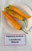 AIdP_20140928_ChiliCode_1838.JPG