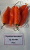 AIdP_20140928_ChiliCode_1841.JPG