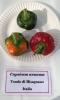 AIdP_20140928_ChiliCode_1842.JPG
