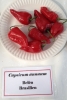 AIdP_20140928_ChiliCode_1843.JPG