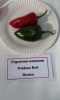 AIdP_20140928_ChiliCode_1844.JPG