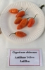 AIdP_20140928_ChiliCode_1846.JPG