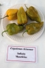 AIdP_20140928_ChiliCode_1847.JPG