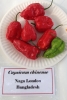 AIdP_20140928_ChiliCode_1849.JPG