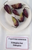 AIdP_20140928_ChiliCode_1850.JPG