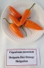 AIdP_20140928_ChiliCode_1851.JPG