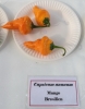 AIdP_20140928_ChiliCode_1852.JPG