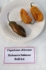 AIdP_20140928_ChiliCode_1854.JPG