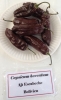 AIdP_20140928_ChiliCode_1858.JPG