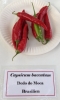 AIdP_20140928_ChiliCode_1860.JPG