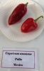 AIdP_20140928_ChiliCode_1862.JPG