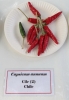 AIdP_20140928_ChiliCode_1863.JPG