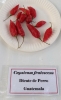 AIdP_20140928_ChiliCode_1867.JPG
