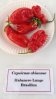 AIdP_20140928_ChiliCode_1868.JPG