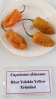 AIdP_20140928_ChiliCode_1870.JPG