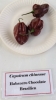 AIdP_20140928_ChiliCode_1872.JPG