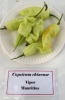 AIdP_20140928_ChiliCode_1878.JPG