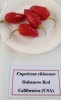 AIdP_20140928_ChiliCode_1879.JPG