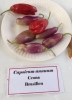 AIdP_20140928_ChiliCode_1880.JPG
