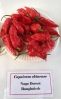 AIdP_20140928_ChiliCode_1882.JPG