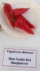AIdP_20140928_ChiliCode_1883.JPG
