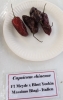 AIdP_20140928_ChiliCode_1885.JPG