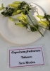 AIdP_20140928_ChiliCode_1888.JPG
