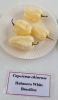 AIdP_20140928_ChiliCode_1890.JPG