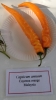 AIdP_20140928_ChiliCode_1891.JPG