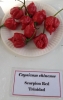 AIdP_20140928_ChiliCode_1892.JPG