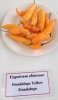 AIdP_20140928_ChiliCode_1894.JPG