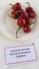 AIdP_20140928_ChiliCode_1895.JPG