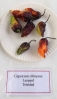 AIdP_20140928_ChiliCode_1898.JPG