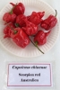 AIdP_20140928_ChiliCode_1901.JPG