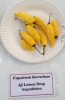 AIdP_20140928_ChiliCode_1969.JPG