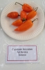 AIdP_20140928_ChiliCode_1970.JPG