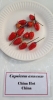 AIdP_20140928_ChiliCode_1973.JPG