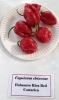 AIdP_20140928_ChiliCode_1980.JPG
