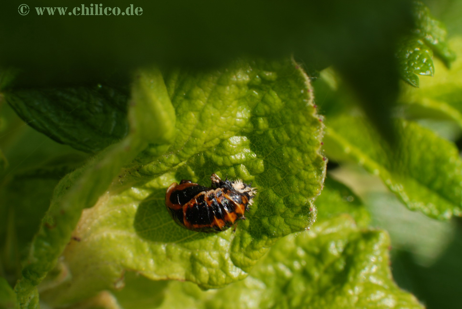 Marienkaefer_schluepft_20120610_DSC_9824_chilicode~0.jpg
