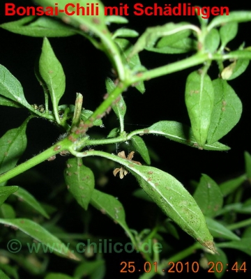 Bonsai-Chili mit Schädlingsbefall