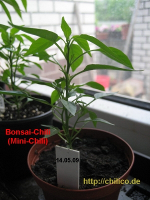 Bonsai-Chili Mai 2009